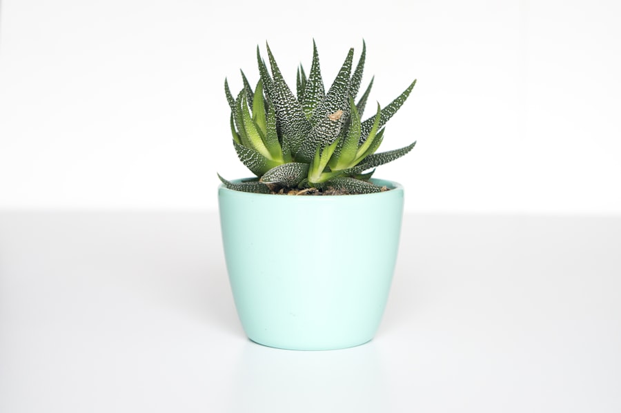 Maceta cerámica con planta